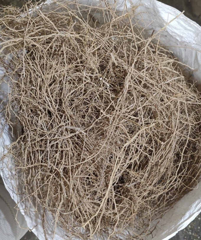 Sugandhi Vetiver Root, Packaging Type: Plastic Bori, Packaging Size: 25 kg