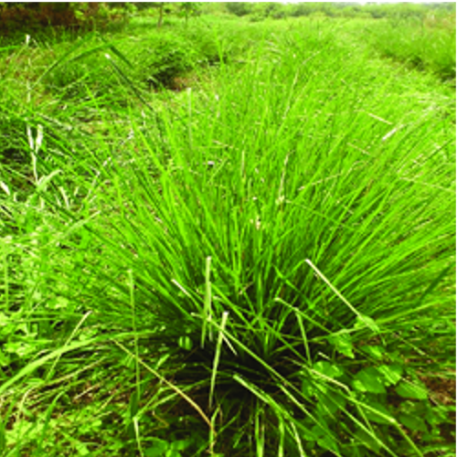 Vetiveria Zizanioides