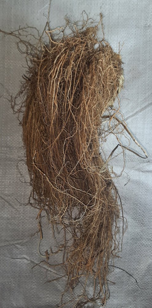 Dried Vetiver Root
