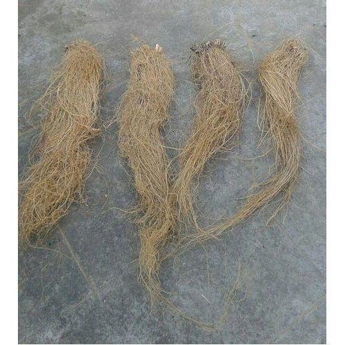 Vetiver Root