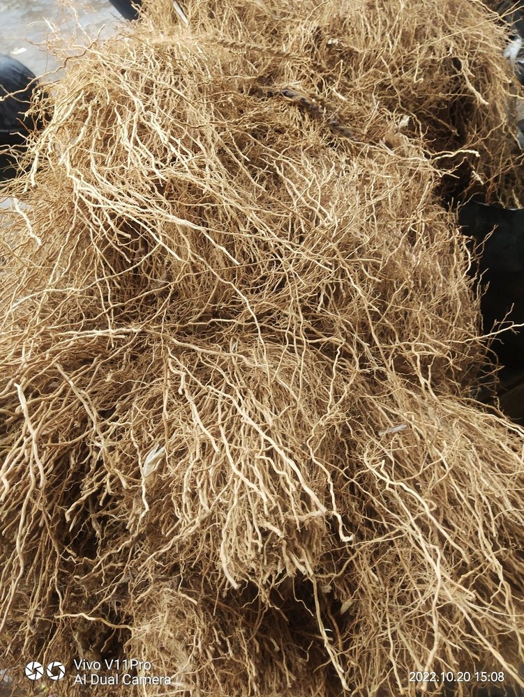 Organic Vetiver Root, Packaging Type: Bag