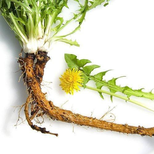 Food Grade Dandelion Root