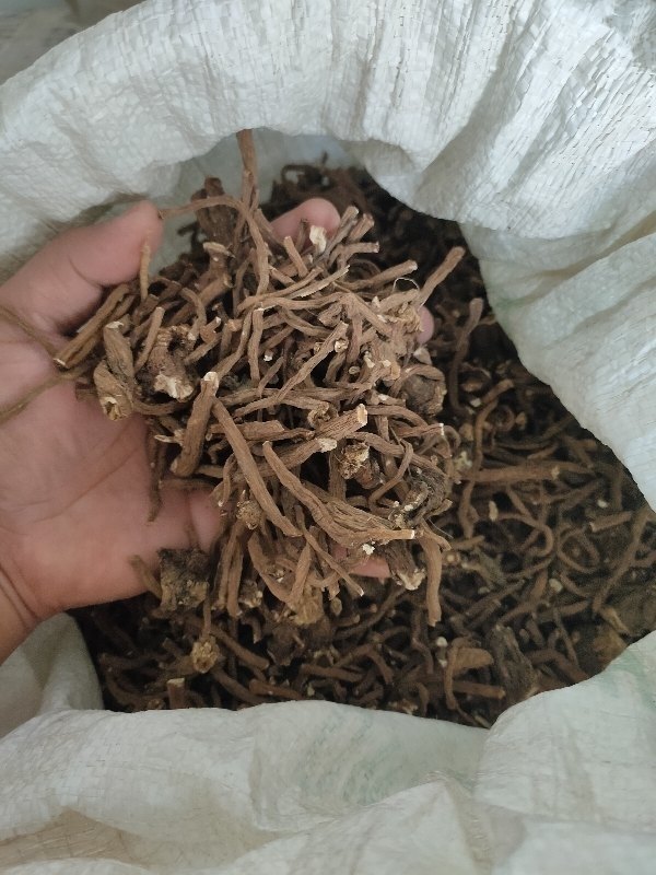 Roots Dried Dandelion Root