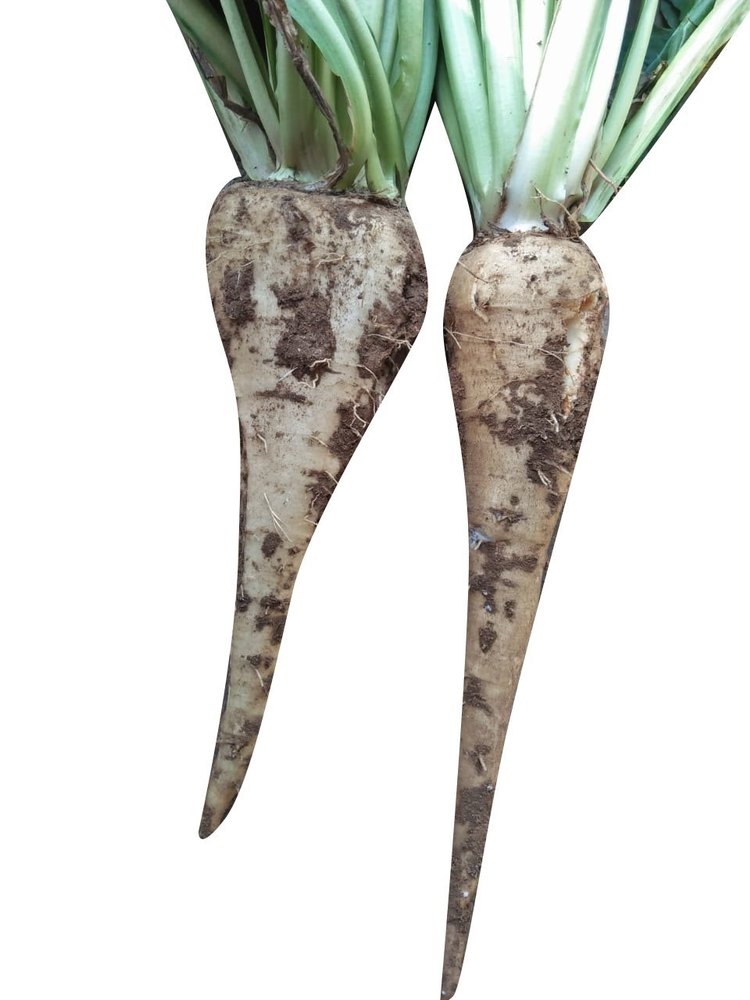 Solid Dry Chicory Root