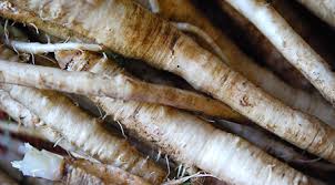 Chicory Roots
