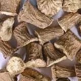 Chikori Roots