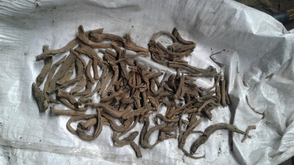 Indian Costus Root