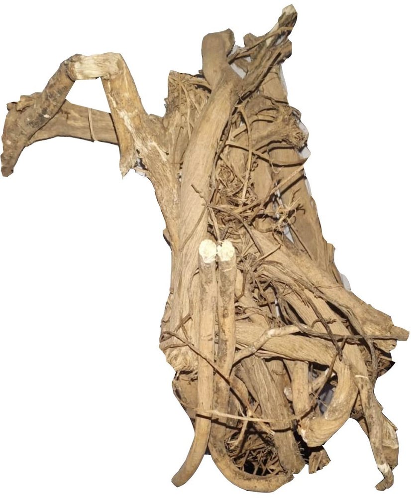 Natural Citrullus Colocynthis Indrayan Root, Packaging Type: Gunny Bag, Packaging Size: 1 Kg
