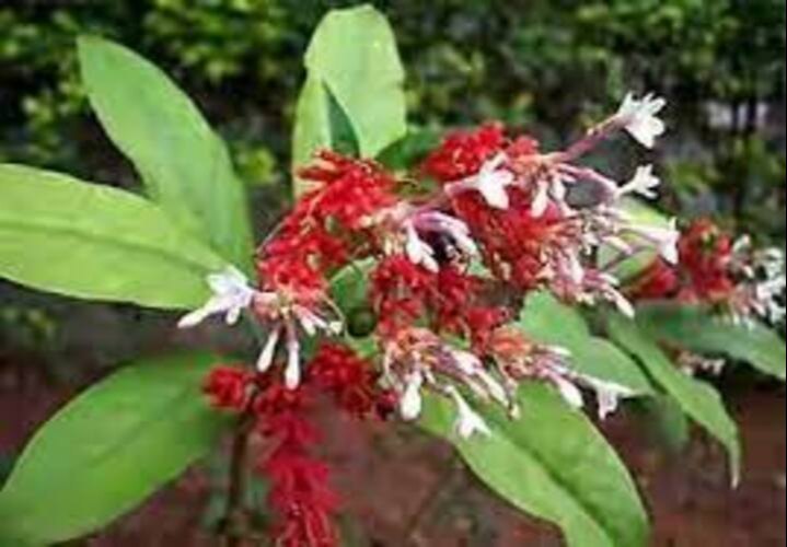 Sarpagandha Ver, / Black Snake Root Dried, Rauwolfia Serpentina , Herkai Chandra, Tullunni,
