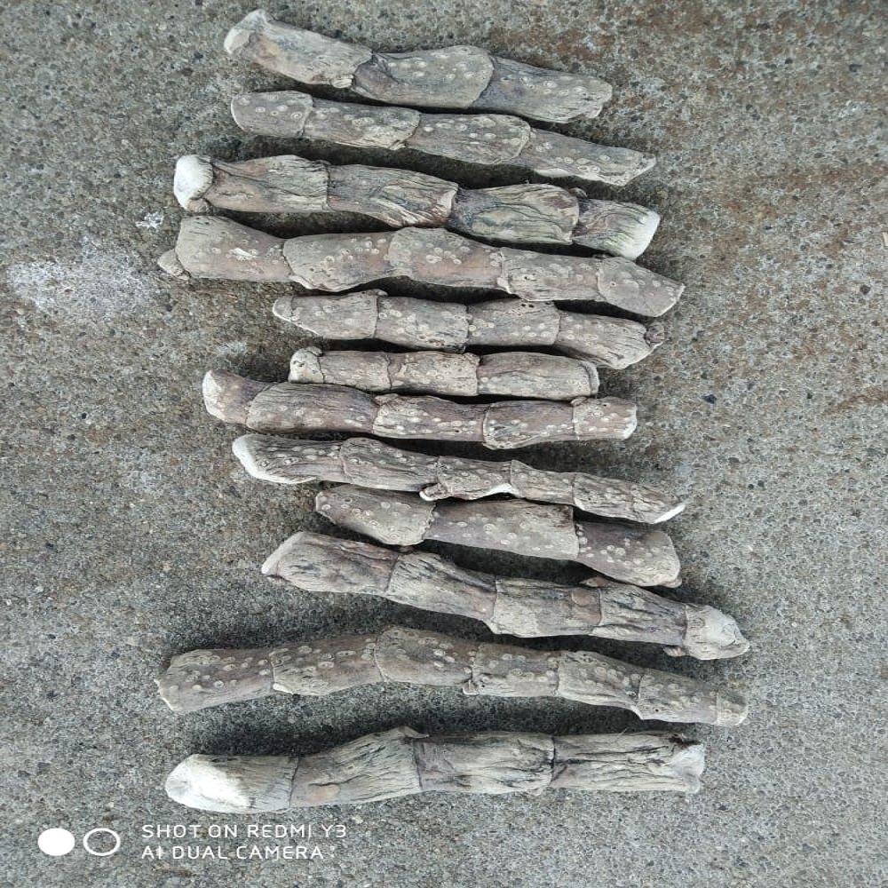 Natural Calamus Roots, Packaging Size: 5 kg