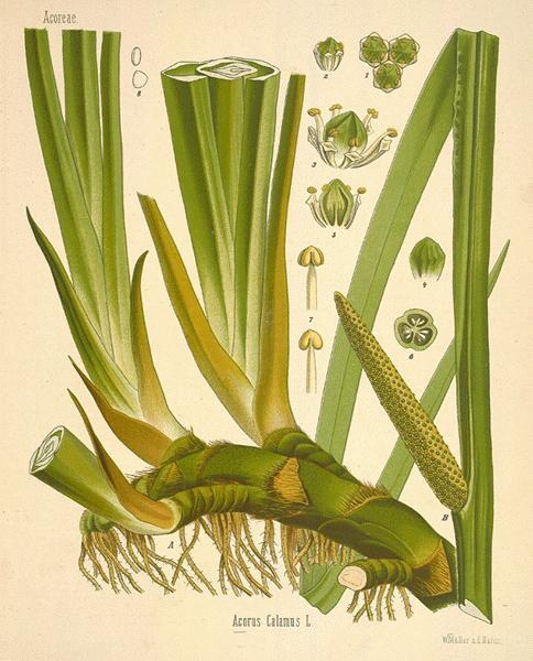 Calamus Roots ( Acorus Calamus)