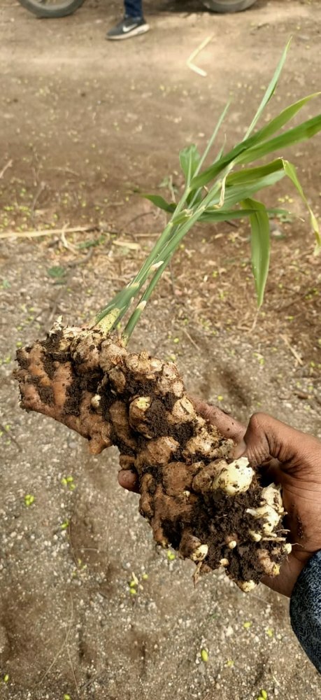 A Grade Maharashtra Fresh Ginger, Gunny Bag, 10 Kg