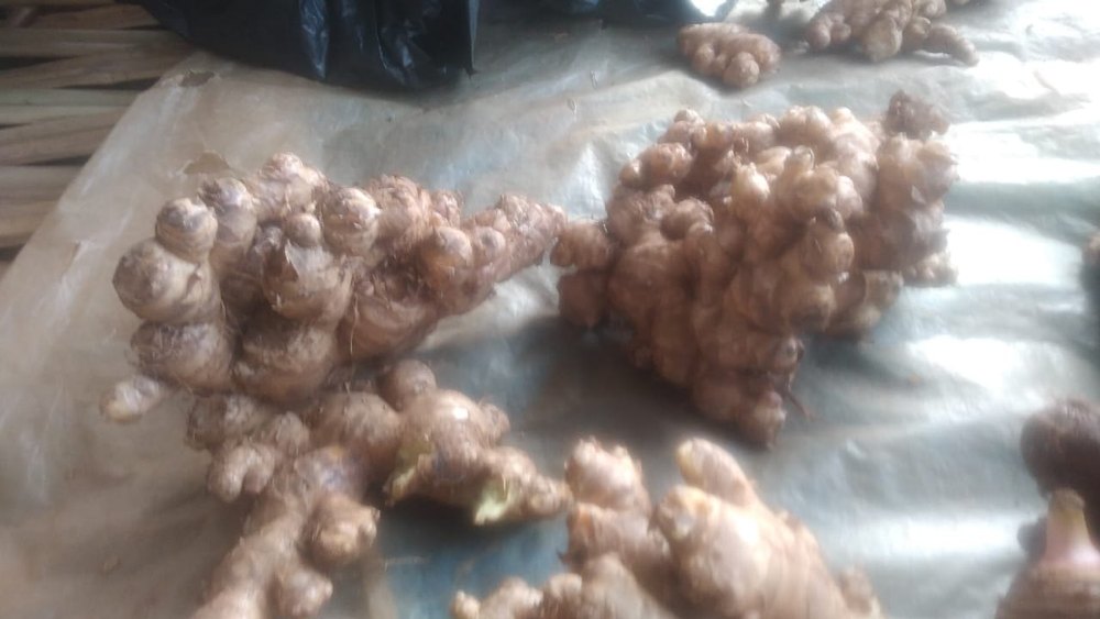 Fresh Ginger - Ginger root - ginger rhizome, Packaging Size: 50 kg