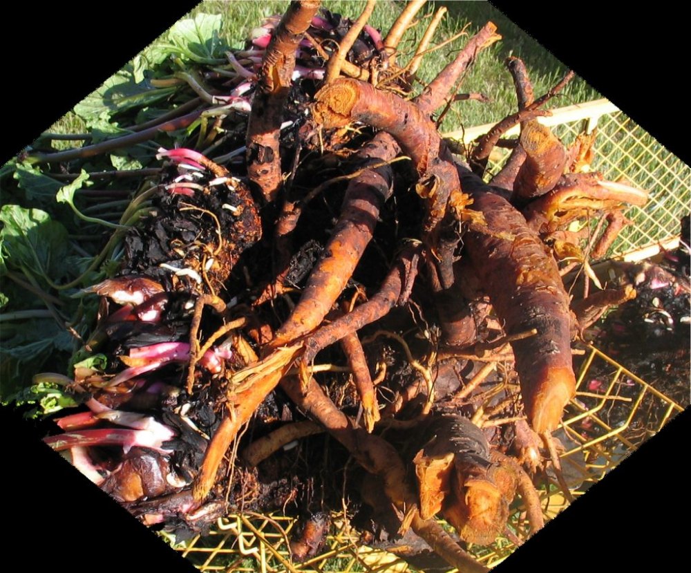 Organic RHEUM EMODI Rhubarb Roots