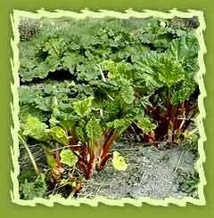 Rhubarb