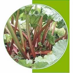 Rhubarb Root
