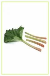 Rhubarb Herb Plant