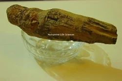 Rhubarb Roots Rheum Emodi Revand Chini