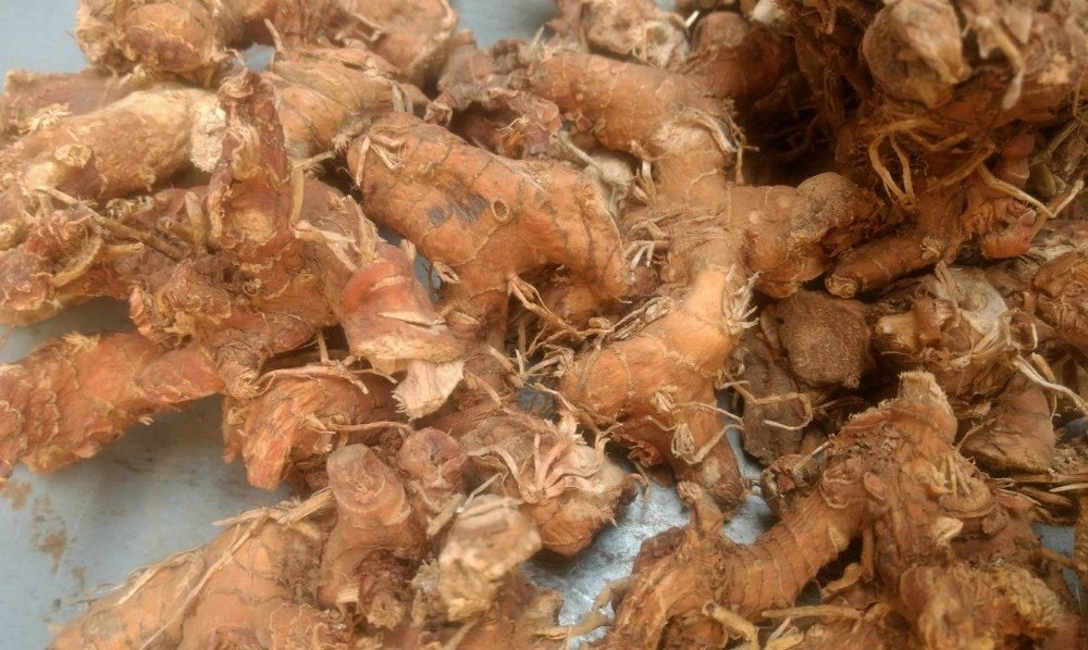 Greater Galangal Root