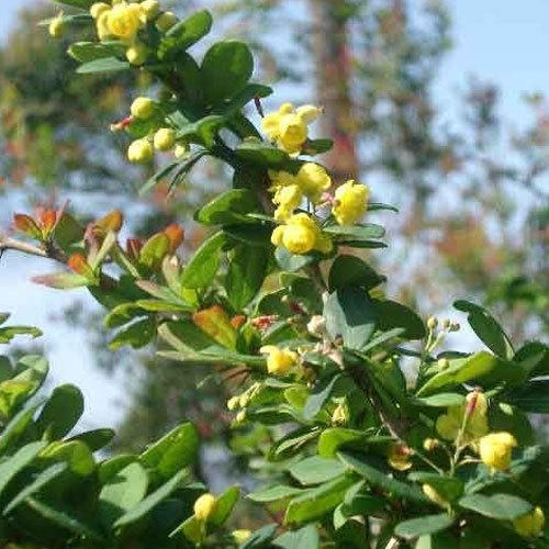 Medicine Grade Berberis Aristata