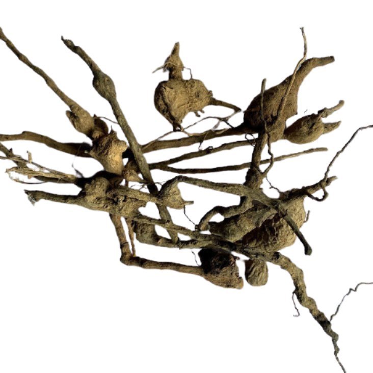 Dry Tagr Ganth, Grade Standard: Medicine Grade