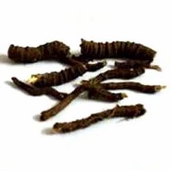 Ipecac Root