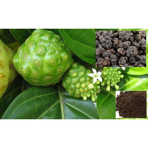 Morinda / Noni Powder, Capacity: 100 gm