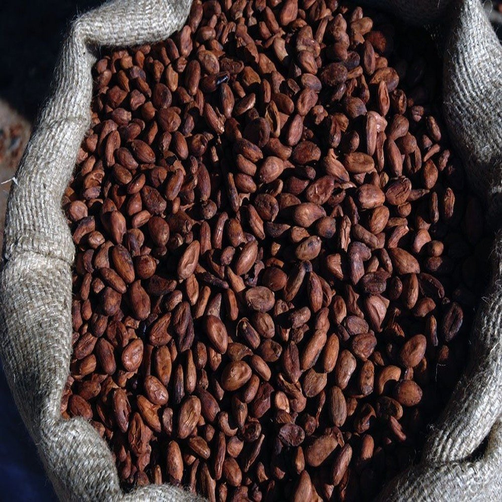 Dried Raw Cocoa Beans, Packaging Type: Loose, Grade: AA