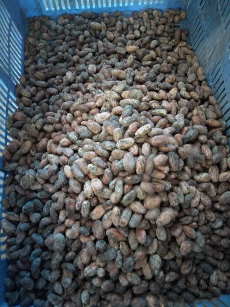 Chocolate Cocoa Beans