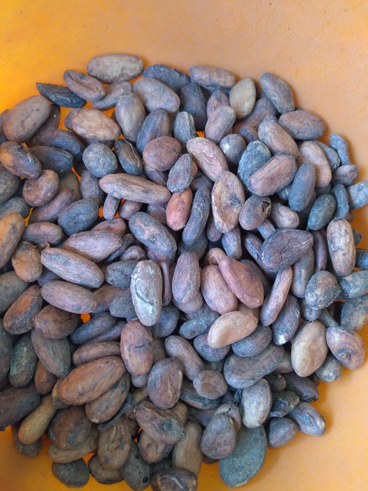 COCOA BEANS