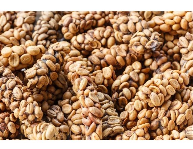 Unroasted Raw Civet Coffee, Grade: Bulk