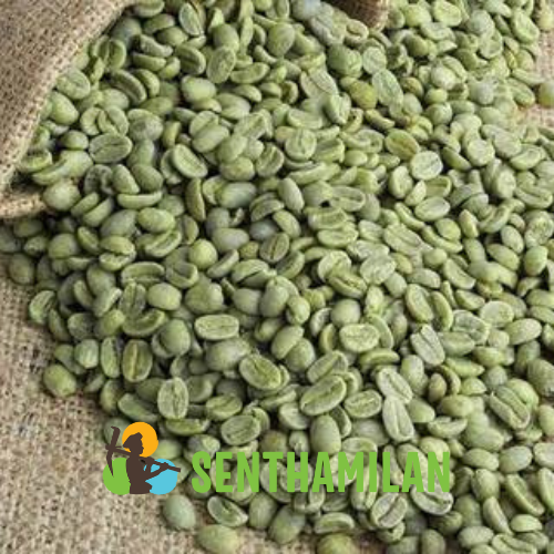 Senthamilon Robusta Green Coffee Beans, For Hotel, Grade: AAA