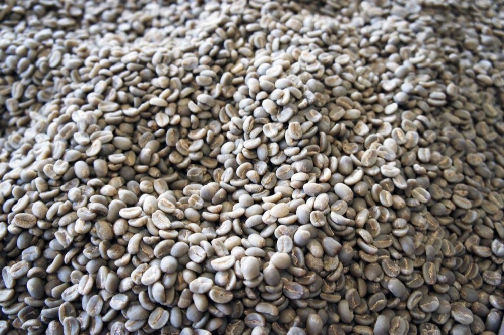 Arabica Raw Coffee Beans, For multi purpose, Grade: Premium