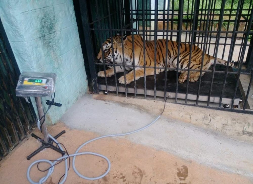 Animal Weighing Machine, For Hospitals, Accuracy: 20 - 50 G