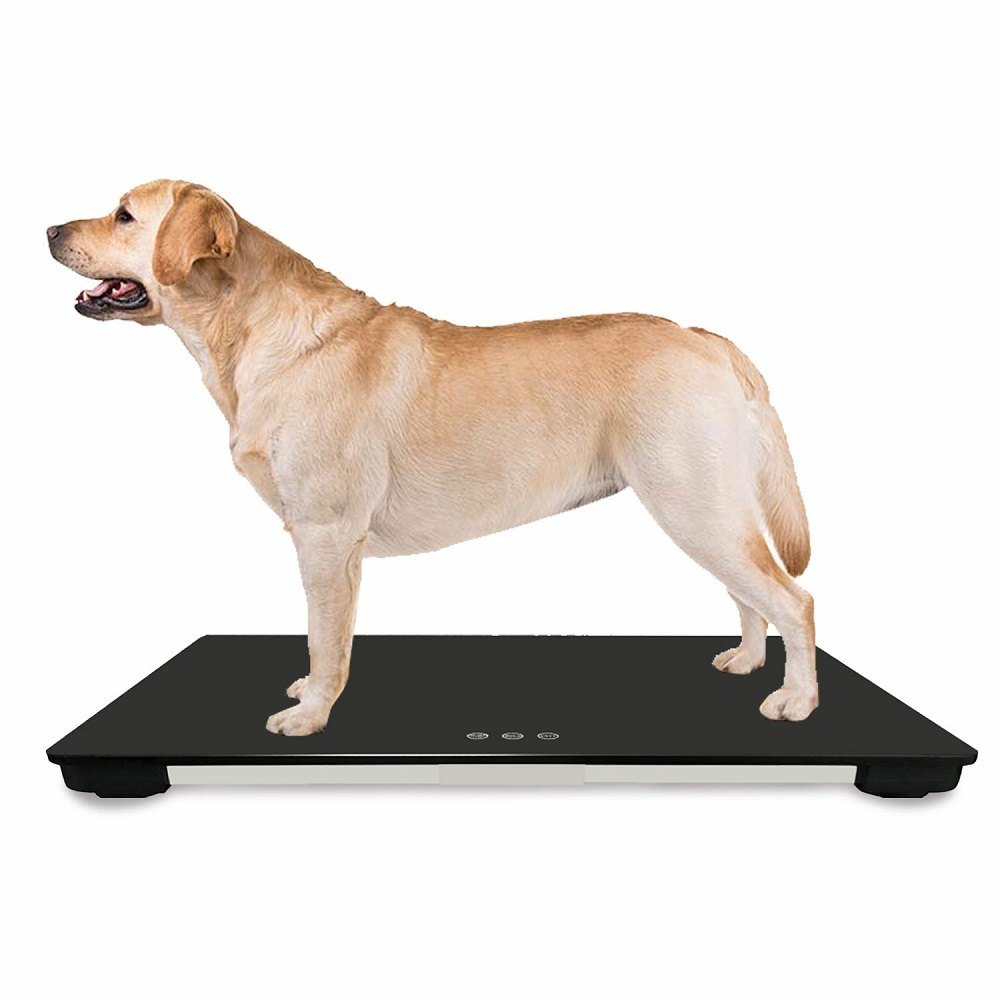 Suryas M S Metal / ss Steel Goat Weighing Scales, Model Name/Number: Animal Four Load Cell Scale, Accuracy: 20/50/100