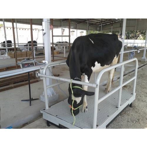 Ms Animal Weighing Scale
