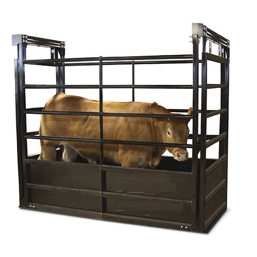 Erros Ms / Ss Animal Weighing Scale, Size: 900 * 1800 mm (Platter Size), Accuracy: 500 gm