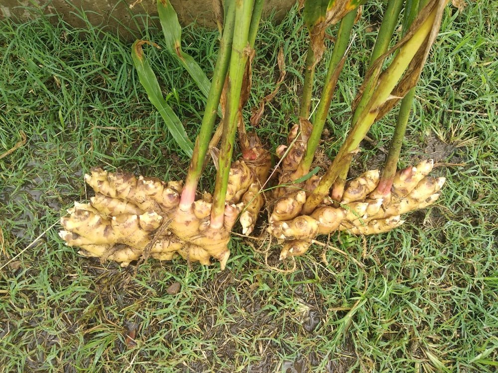 A Grade Organic Ginger, Packaging Size: 20 kg