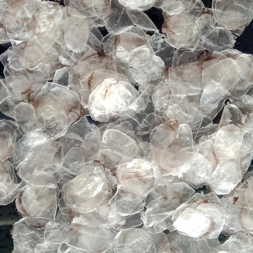 Demineralized Fish Scales - Ossein