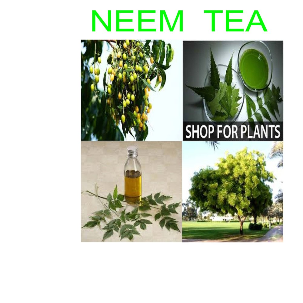 Neem Tea, Packaging Size: 100 Gm
