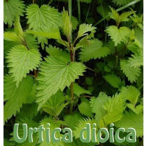 Stinging Nettle Leaf Extract, Packaging Type: Plastic Bottle, Packaging Size: 1 KG 25 KG