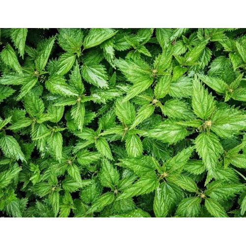 Green Bag Organic Nettle Leaf Tea