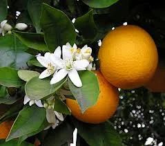 Orange Tea, Granules, 250 Ml