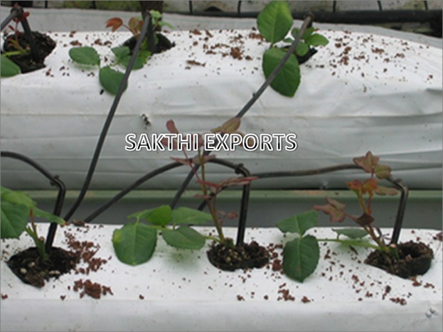 Coir Bags