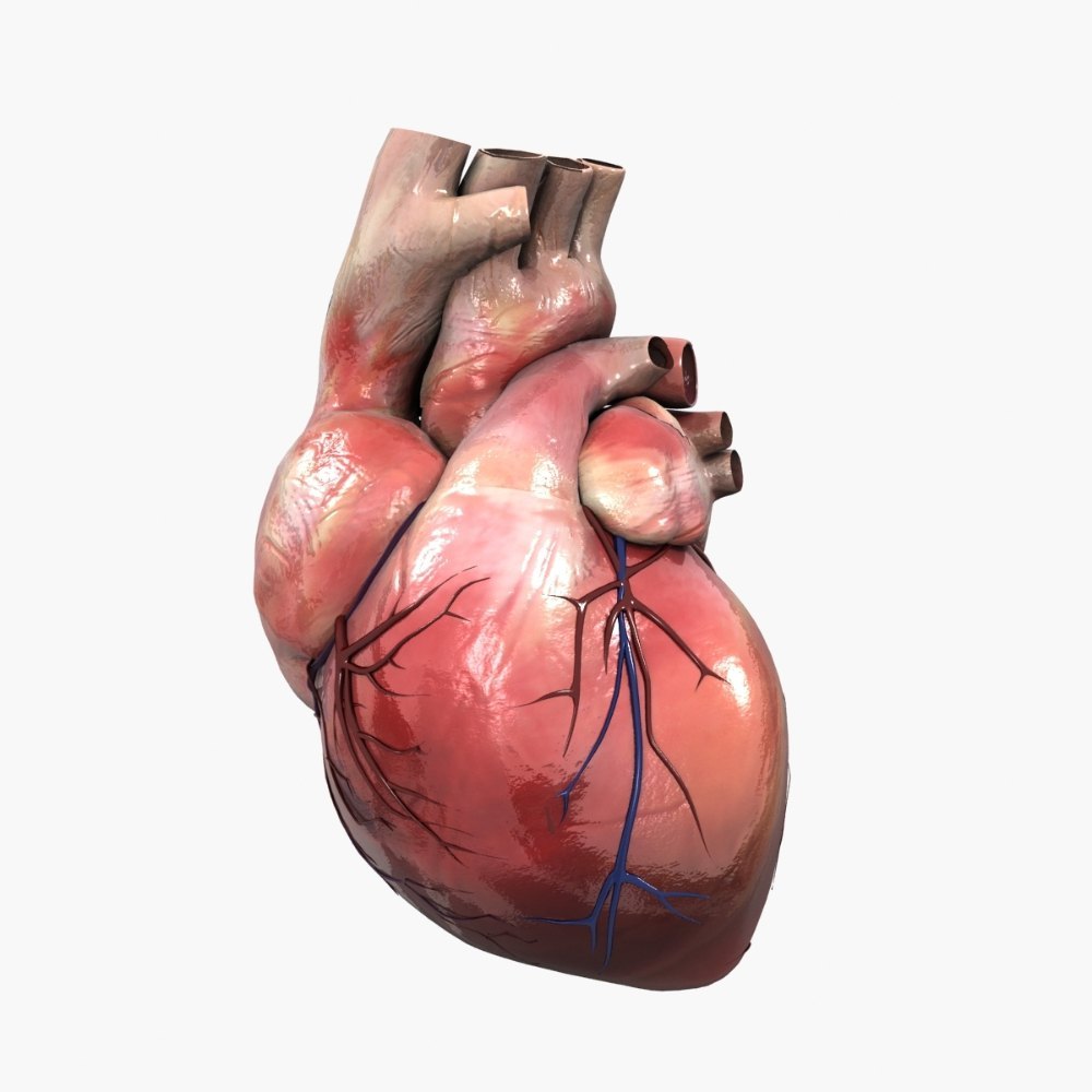Offline 3D Rendering Medical Animation Video Services