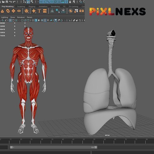 3D Medical Animation Service
