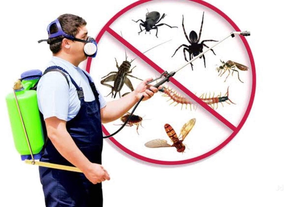 Cockroach Commercial Pest Control Service