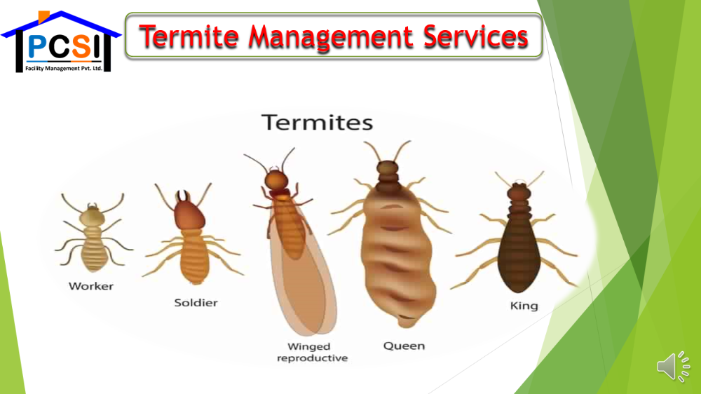 Industrial Termite Management Service, in Delhi