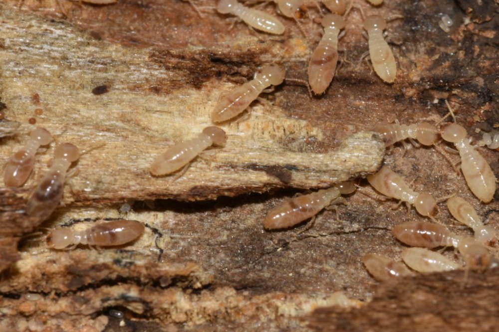 Anti Termite Soil Treatment Services