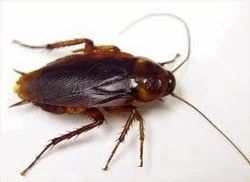 Roach Control